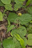 Climbing Milkvine, Matelea obliqua