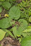 Climbing Milkvine, Matelea obliqua