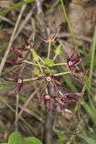 Climbing Milkvine, Matelea obliqua