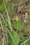 Climbing Milkvine, Matelea obliqua