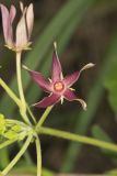 Climbing Milkvine, Matelea obliqua