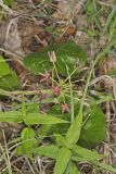 Climbing Milkvine, Matelea obliqua