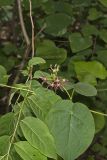 Climbing Milkvine, Matelea obliqua