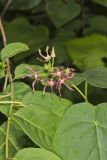 Climbing Milkvine, Matelea obliqua