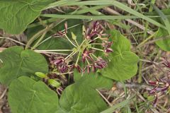 Climbing Milkvine, Matelea obliqua