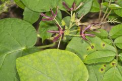 Climbing Milkvine, Matelea obliqua