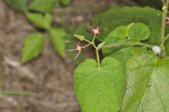 Climbing Milkvine, Matelea obliqua