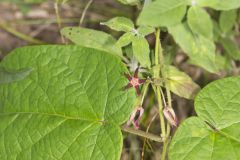 Climbing Milkvine, Matelea obliqua