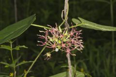 Climbing Milkvine, Matelea obliqua