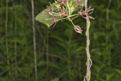 Climbing Milkvine, Matelea obliqua