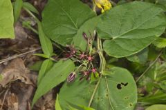 Climbing Milkvine, Matelea obliqua