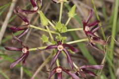 Climbing Milkvine, Matelea obliqua