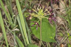 Climbing Milkvine, Matelea obliqua