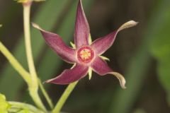 Climbing Milkvine, Matelea obliqua