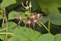 Climbing Milkvine, Matelea obliqua