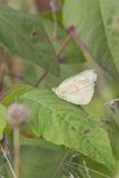 Clouded Sulphur, Colias philodice