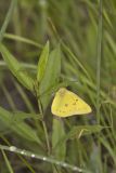 Clouded Sulphur, Colias philodice