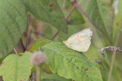 Clouded Sulphur, Colias philodice