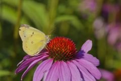 Clouded Sulphur, Colias philodice