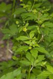 Clustered Blacksnakeroot, Sanicula odorata