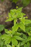 Clustered Blacksnakeroot, Sanicula odorata