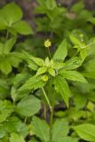Clustered Blacksnakeroot, Sanicula odorata