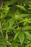 Clustered Blacksnakeroot, Sanicula odorata