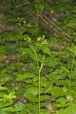 Clustered Blacksnakeroot, Sanicula odorata