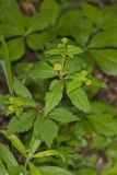 Clustered Blacksnakeroot, Sanicula odorata