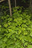 Clustered Blacksnakeroot, Sanicula odorata
