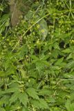 Clustered Blacksnakeroot, Sanicula odorata