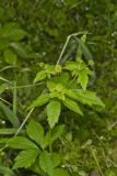 Clustered Blacksnakeroot, Sanicula odorata