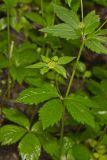 Clustered Blacksnakeroot, Sanicula odorata