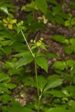 Clustered Blacksnakeroot, Sanicula odorata