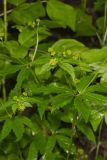 Clustered Blacksnakeroot, Sanicula odorata