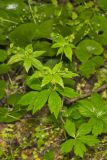 Clustered Blacksnakeroot, Sanicula odorata