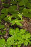Clustered Blacksnakeroot, Sanicula odorata