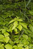 Clustered Blacksnakeroot, Sanicula odorata