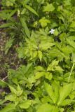 Clustered Blacksnakeroot, Sanicula odorata