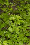 Clustered Blacksnakeroot, Sanicula odorata