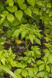 Clustered Blacksnakeroot, Sanicula odorata