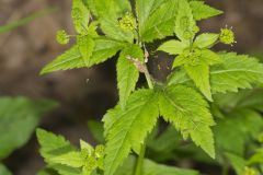 Clustered Blacksnakeroot, Sanicula odorata