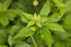 Clustered Blacksnakeroot, Sanicula odorata