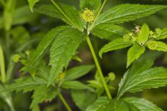 Clustered Blacksnakeroot, Sanicula odorata