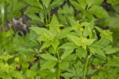 Clustered Blacksnakeroot, Sanicula odorata