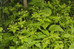 Clustered Blacksnakeroot, Sanicula odorata