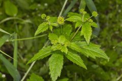 Clustered Blacksnakeroot, Sanicula odorata