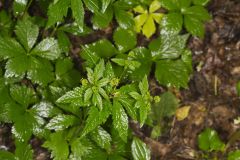 Clustered Blacksnakeroot, Sanicula odorata