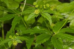 Clustered Blacksnakeroot, Sanicula odorata