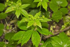 Clustered Blacksnakeroot, Sanicula odorata